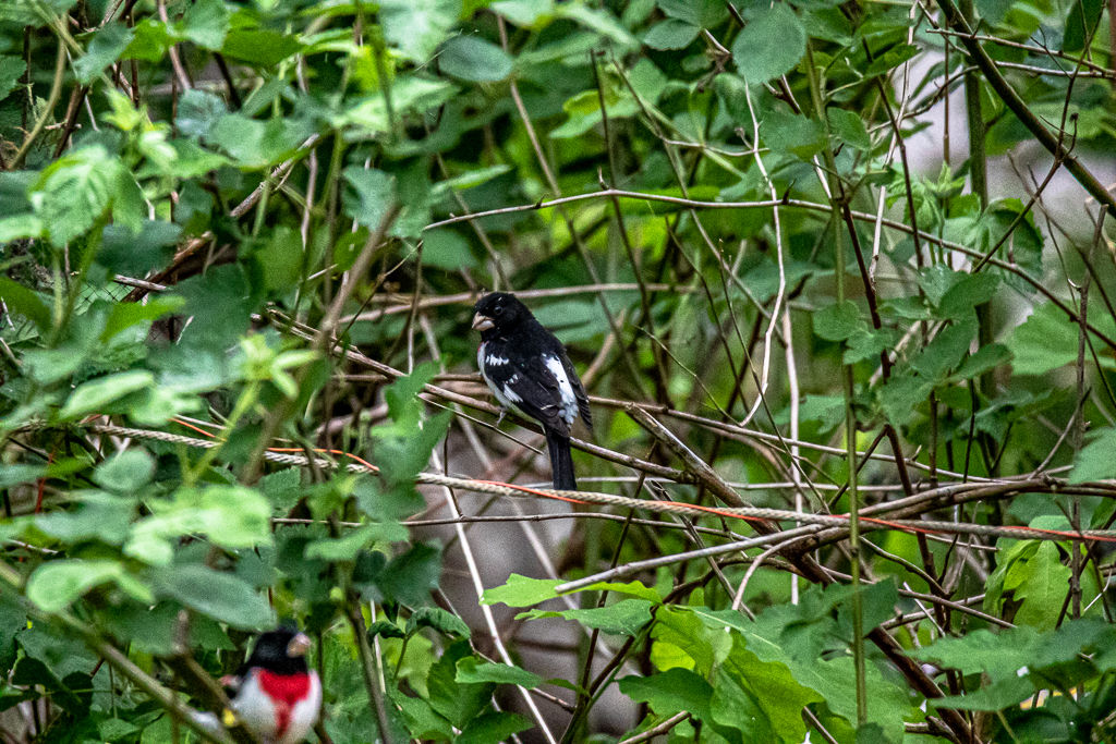 Backyard Birds NH-1954.jpg
